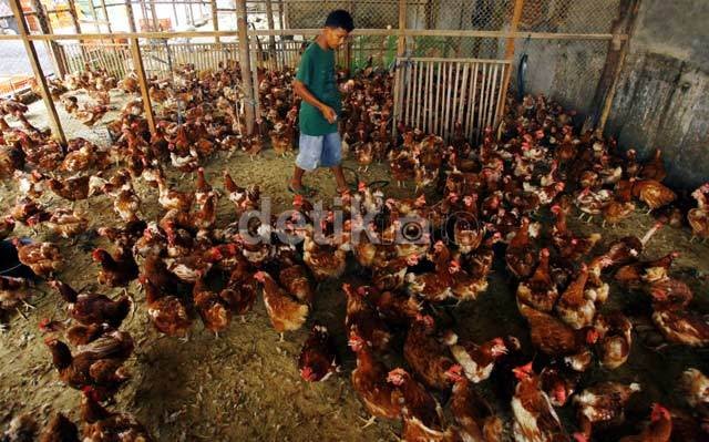 RI Masih Impor Indukan Ayam 665.000 Ekor Tahun Ini