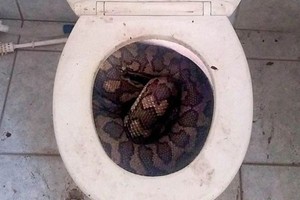 Hati-Hati Kalau Buang Hajat di Australia