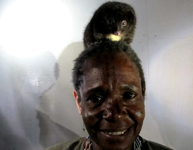 Hewan Kuskus Di Kepala Mama Mama Papua