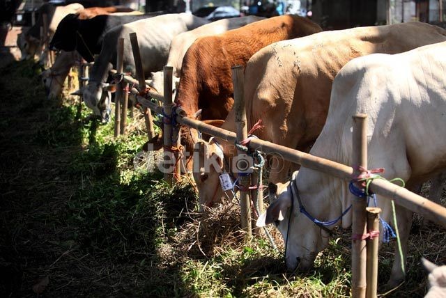 Janjikan 350.000 Ha, Mentan Tak Mau Gaet Investor Sapi Ecek-ecek