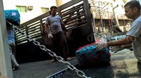 Satu persatu koper jamaah haji dinaikkan ke truk.