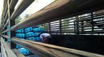 Jemaah Haji Bongkar Koper Demi 32 kg
