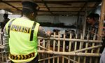 Penertiban Pedagang Kurban di Tanah Abang Ditunda