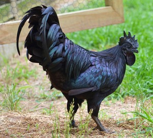 Lobster Biru dan Ayam Cemani, Hewan Langka yang Bisa Dikonsumsi