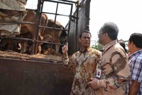 Menteri Pertanian Andi Amran Sulaiman didampingi Dirut Perum Bulog, Djarot Kusumayakti mengecek kondisi sapi usai melepas pasar murah berupa beras 30 truk dan sapi 5 truk yang akan dikirim ke Rumah Potong Hewan (RPH) dan daging sapi 4 truk di Gudang Bulog Divre DKI Jakarta, Kelapa Gading