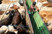 Pasar murah untuk menstabilkan harga daging dan beras jelang Idul Adha yang jatuh beberapa hari ke depan.