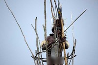 Ketua Suku Yali Mabel yang tengah memanjat menara sekaligus memulai pertunjukan tarian perang. Sambil melepaskan anak panah ke udara, pak Yali juga memanggil para pemuda (Randy/detikTravel)