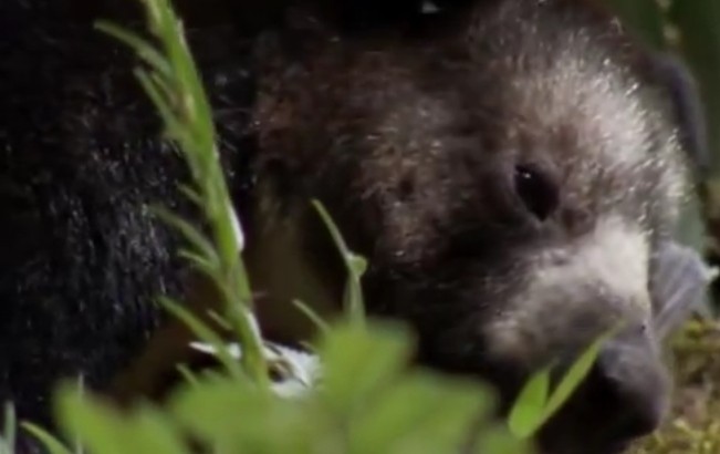 Konon, Leluhur Orang Papua Bukan Manusia