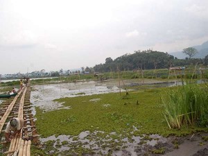 Dampak Positif El Nino, 800.000 Hektar Rawa Bisa Ditanami Padi
