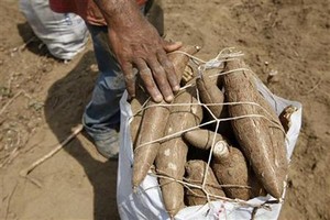 Selain Garam, RI Impor Singkong dari Vietnam Rp 14 M