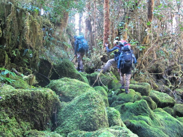 Menelusuri Hutan Hujan Tropis Papua