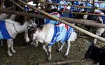 DPD Demokrat Kurban 9 Sapi 49 Kambing