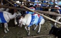 Sebanyak 49 kambing disebar untuk dipotong di perwakilan DPC se DKI-Jakarta.     