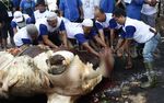 DPD Demokrat Kurban 9 Sapi 49 Kambing