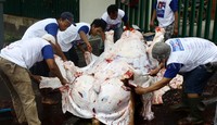 Dan sebanyak 9 ekor sapi di potong langsung di kantor dpd.     