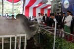 Menteri Yuddy Serahkan Sapi Jokowi dan JK ke Istiqlal