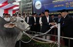 Menteri Yuddy Serahkan Sapi Jokowi dan JK ke Istiqlal