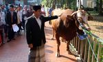 Menteri Yuddy Serahkan Sapi Jokowi dan JK ke Istiqlal