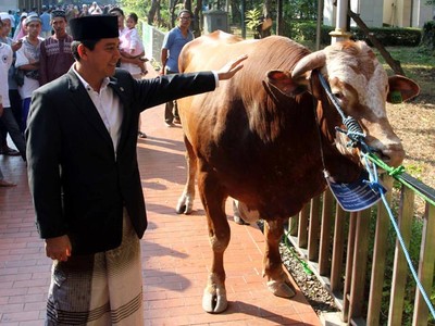 Menteri Yuddy Serahkan Sapi Jokowi dan JK ke Istiqlal