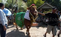Tak hanya dirias ala pengantin, sapi jantan jenis simmental itu juga diberi wewangian dan dikalungi bunga melati.     