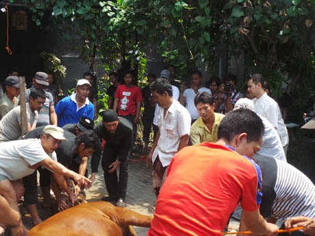 Raffi Ahmad Kurban 4 Sapi dan 3 Kambing