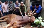 DPP PAN Lakukan Pemotongan Hewan Kurban