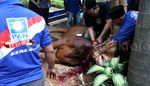 DPP PAN Lakukan Pemotongan Hewan Kurban