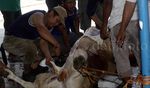 Pemotongan Hewan Kurban di Rutan Pondok Bambu