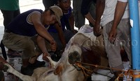 Rutan Pondok Bambu tahun ini memotong hewan kurban sebanyak 3 ekor sapi dan 8 ekor kambing.