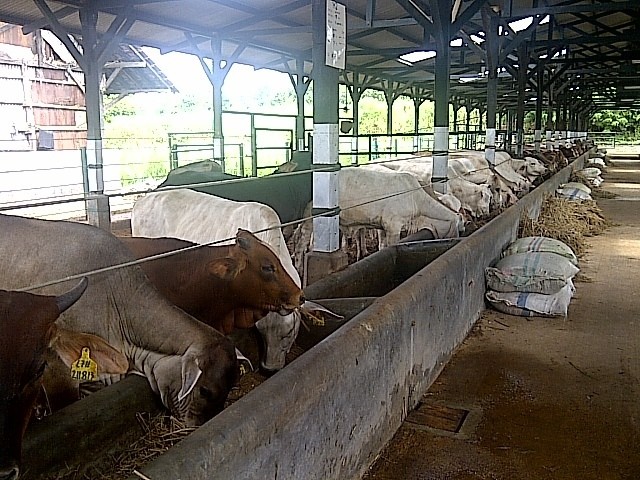Selain Daging Beku, Pemerintah Buka Impor 200.000 Ekor Sapi Bakalan