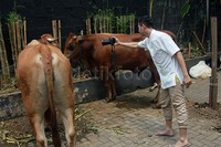 Namun, Idul Adha kali ini ia ditinggal sang istri, Nagita dan anaknya, Rafathar ke Yogyakarta. Pool/Gus Mun/detikFoto.