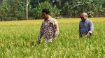 ​Mentan Panen Padi di Karawang