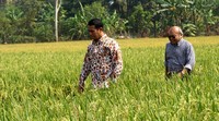 Menteri Pertanian Amran Sulaiman berjalan di tengah sawah menuju lokasi panen padi varietas IPB 3S. Ist/Kementan.