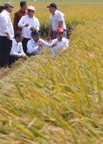 Presiden Jokowi Panen Bibit IPB 3S