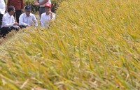 Setelah uji coba itu langsung akan ditanam di lahan 100 ribu hektare‎.
