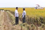 Presiden Jokowi Panen Bibit IPB 3S