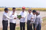 Presiden Jokowi Panen Bibit IPB 3S