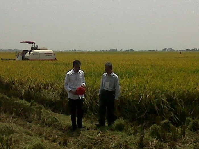 Jokowi Saksikan Panen Padi Pakai Alat Modern di Karawang