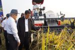 Panen di Karawang