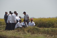 Menteri Pertanian Amran Sulaiman mendampingi Presiden RI Joko Widodo di lahan sawah padi lokasi panen raya di Desa Cikarang, Kecamatan Cilamaya Wetan, Kabupaten Karawang, Minggu (27/9)