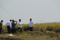Menteri Pertanian Amran Sulaiman mendampingi Presiden RI Joko Widodo di lahan sawah padi lokasi panen raya di Desa Cikarang, Kecamatan Cilamaya Wetan, Kabupaten Karawang, Minggu (27/9)