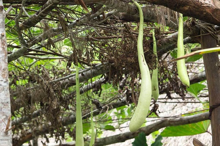 Tahu Nggak? Koteka Itu Ada Pohonnya