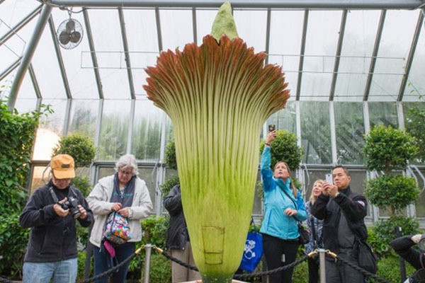 Bunga Bangkai Indonesia yang Langka, Malah Mekar di Amerika