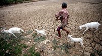 Warga memanfaatkan danau yang mengering untuk menggembala kambing.