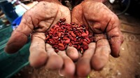 Seorang warga menunjukkan kacang yang dijemur di danau yang mengering.