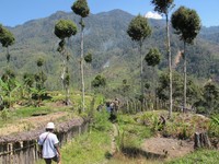 Trekking jadi kegiatan yang bisa traveler lakukan di Sugapa. Selamat mendaki bukit-bukit hijau yang indah (Afif/detikTravel)