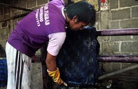 Karyawan Farras Batik di Dusun Sembungan Desa Gulurejo menyelesaikan proses pencelupan atau pewarnaan kain batik cap motif Geblek Renteng.