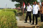 Jokowi Blusukan Lihat Proses Olah Sawah dengan Mikrobia