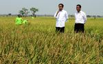Jokowi Blusukan Lihat Proses Olah Sawah dengan Mikrobia
