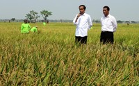Saya ke sini bukan untuk panennya tapi memastikan mikrobia bisa hasilkan panen lebih banyak. Kalau yang panen ya petaninya, bukan saya, kata Jokowi di tengah sawah, Sabtu (3/10/2015).